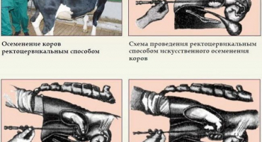Popis visocervikální metody inseminace krav, nástroje a schéma